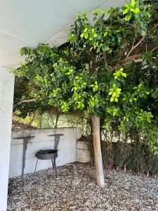 Patio exterior ajardinado con árbol frondoso, muro blanco y pequeña barbacoa.
